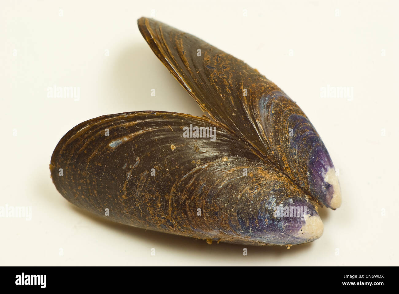 Sea shell shell de moules Banque D'Images