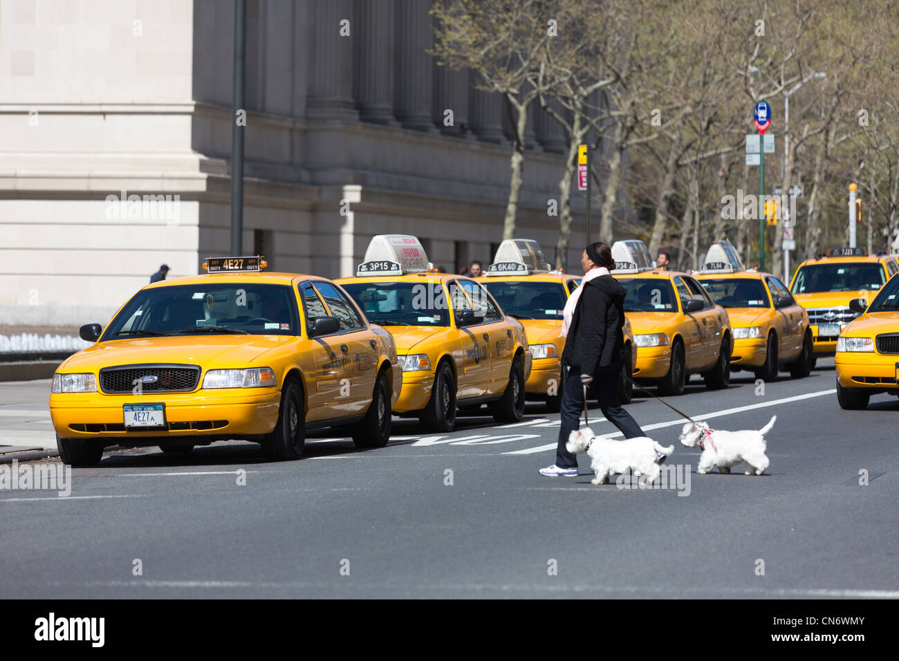 Woman walking dogs et des taxis à l'extérieur de Metropolitan Museum of Art, Manhattan, New York City, USA Banque D'Images
