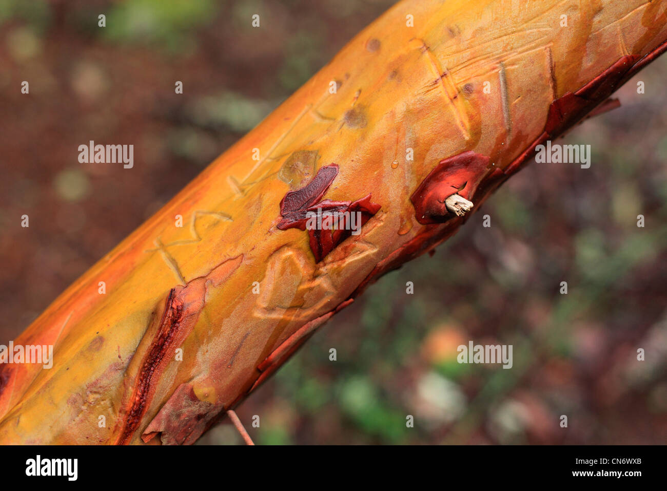 Orange/ jaune et rougeâtre Arbutus Tree branch avec peeling avec écorce nom personne sculptée dans la branche d'arbre Banque D'Images
