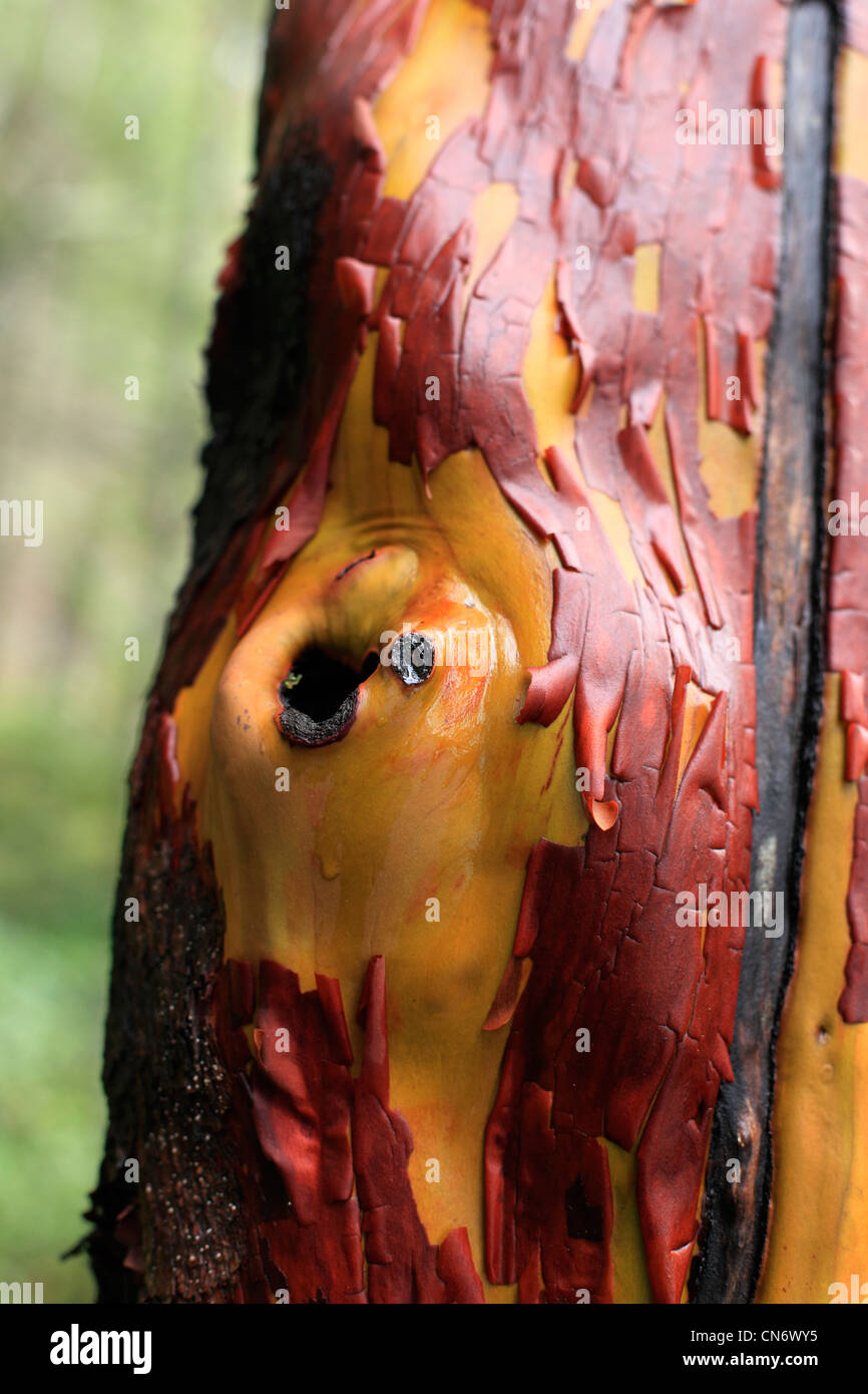 Orange/ jaune et rougeâtre Arbutus Tree avec écorce et cicatrice avec arbre vert forêt en arrière-plan Banque D'Images