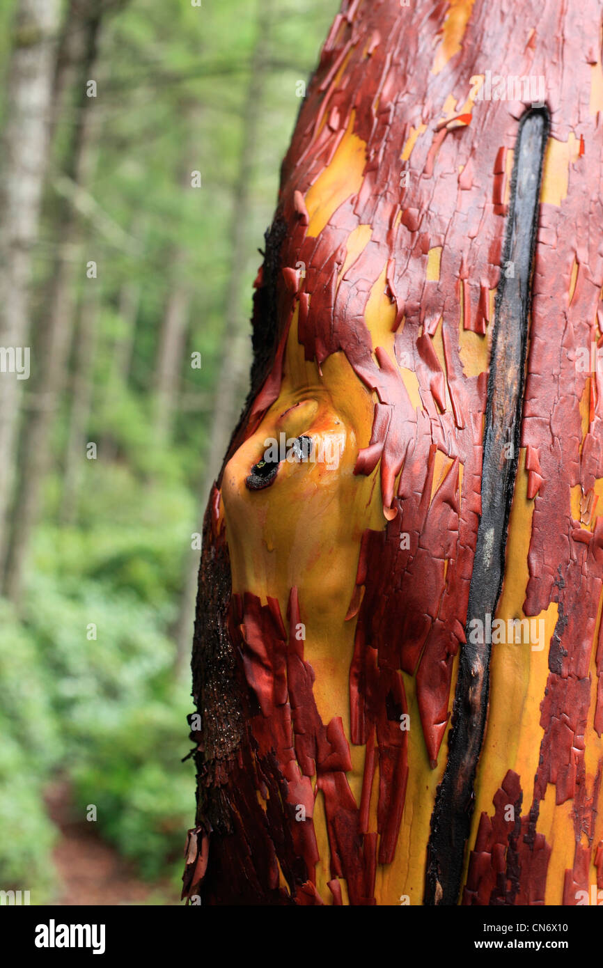 Arbousier avec écorce et cicatrice avec arbre vert forêt en arrière-plan Banque D'Images