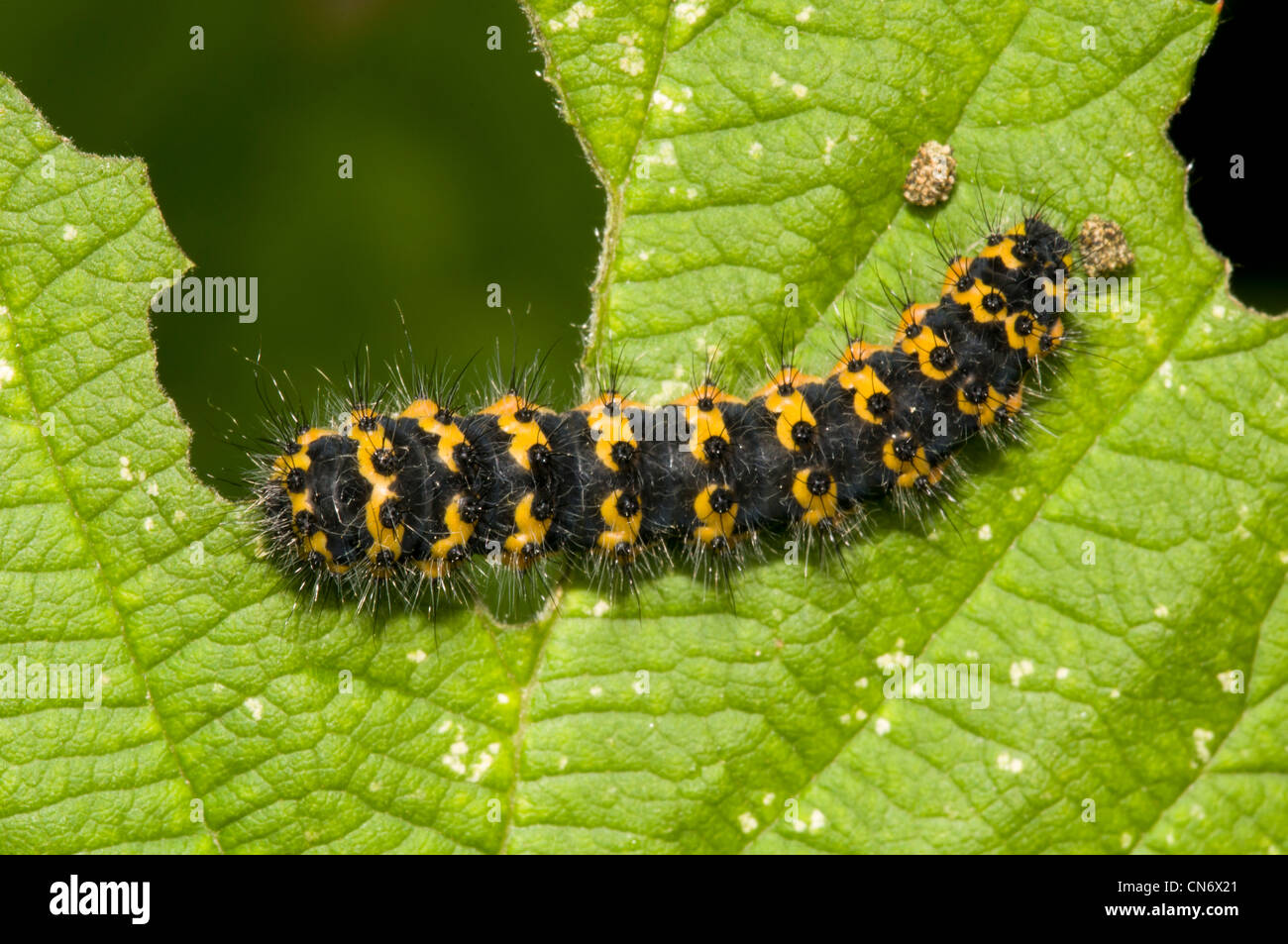 Un empereur moth chenille sur une feuille, à la réserve naturelle de glosas Emilianenses, Bexley. Juillet. Banque D'Images