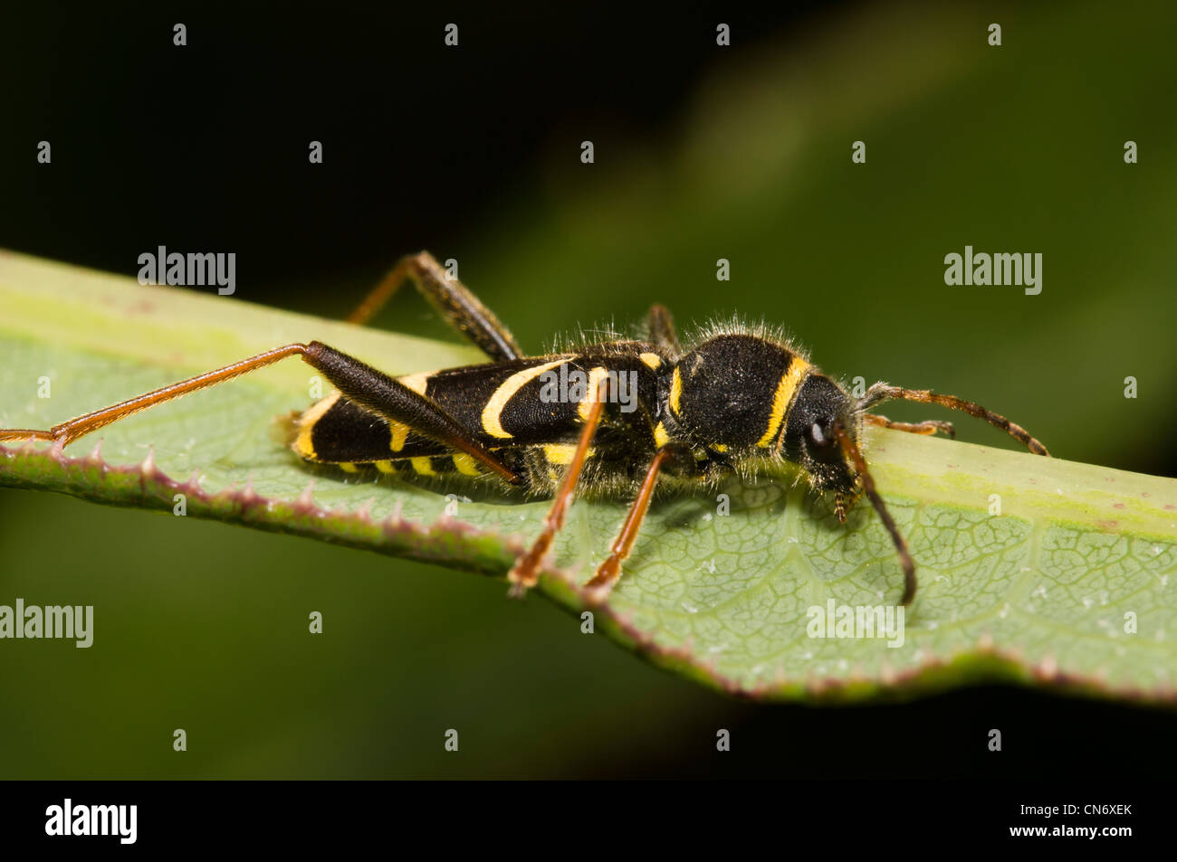 Une guêpe adulte beetle (Clytus arietis) sur une feuille, à RSPB Strumpshaw Fen, Norfolk. De juin. Banque D'Images