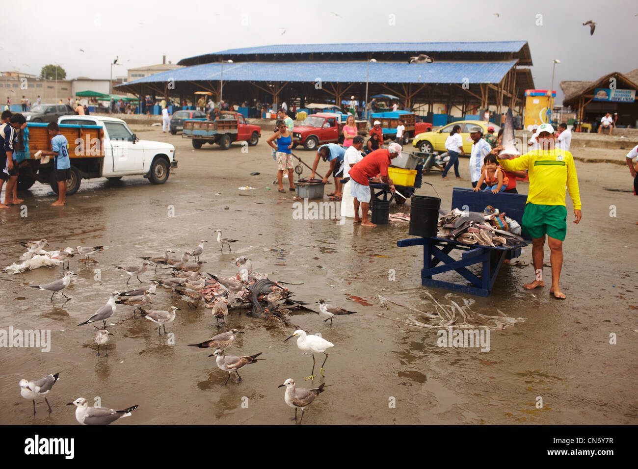 Les pêcheurs ont marché du poisson frais, le poisson nettoyé et les déchets a donné aux oiseaux. L'Équateur Banque D'Images