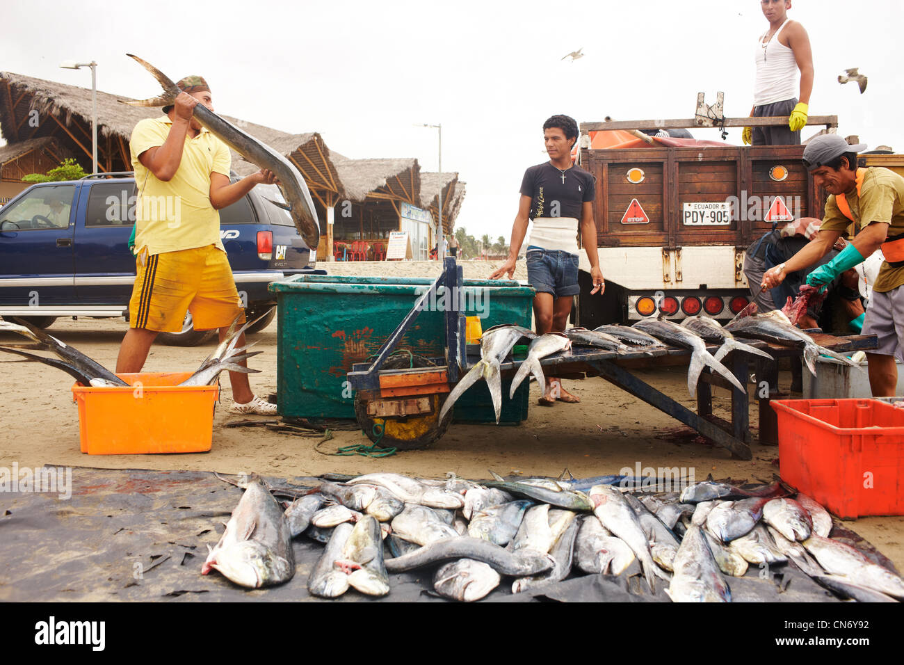 Cinq pêcheurs propagation des poissons fraîchement pêchés sur le comptoir du marché aux poissons. Beaucoup de thon. Banque D'Images