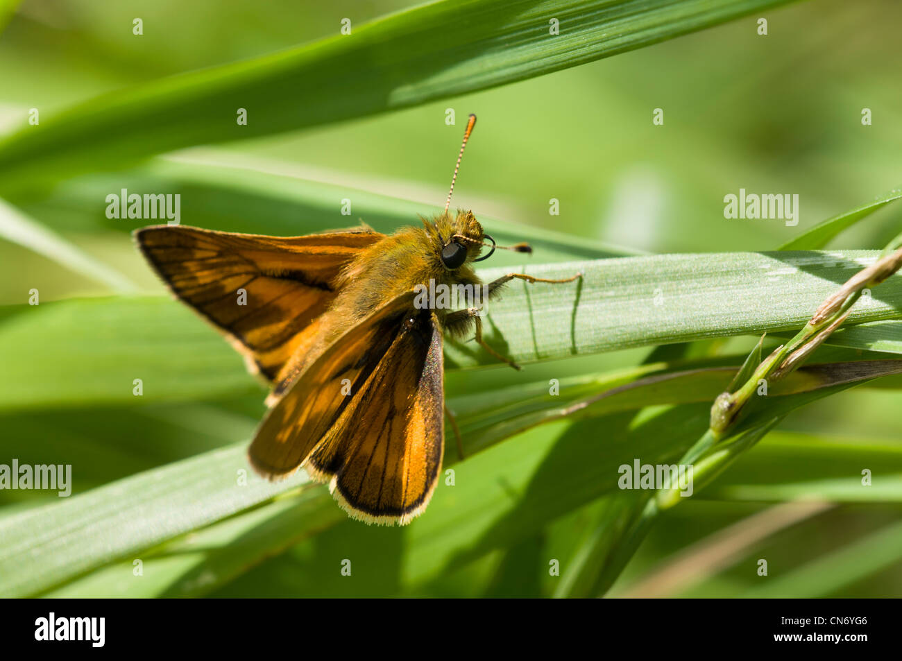 Un homme adulte grand skipper butterfly (Ochlodes sylvanus) perché sur roseaux à Réserve Naturelle de glosas Emilianenses, Bexley, Kent. De juin. Banque D'Images
