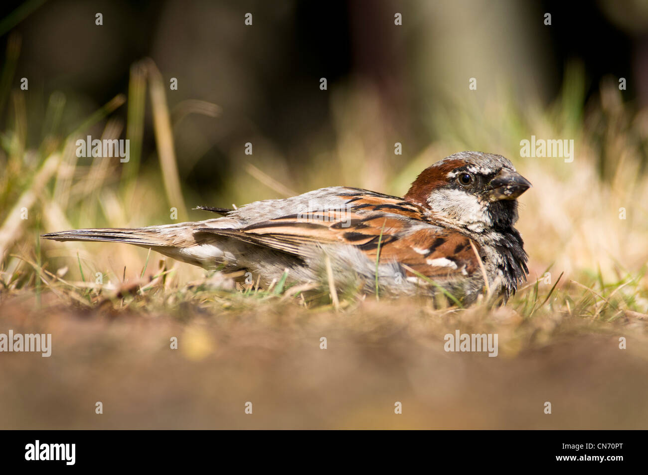 Un homme adulte moineau domestique (Passer domesticus) dust-baignade à la réserve naturelle nationale des marais Elmley, Kent. Juillet. Banque D'Images