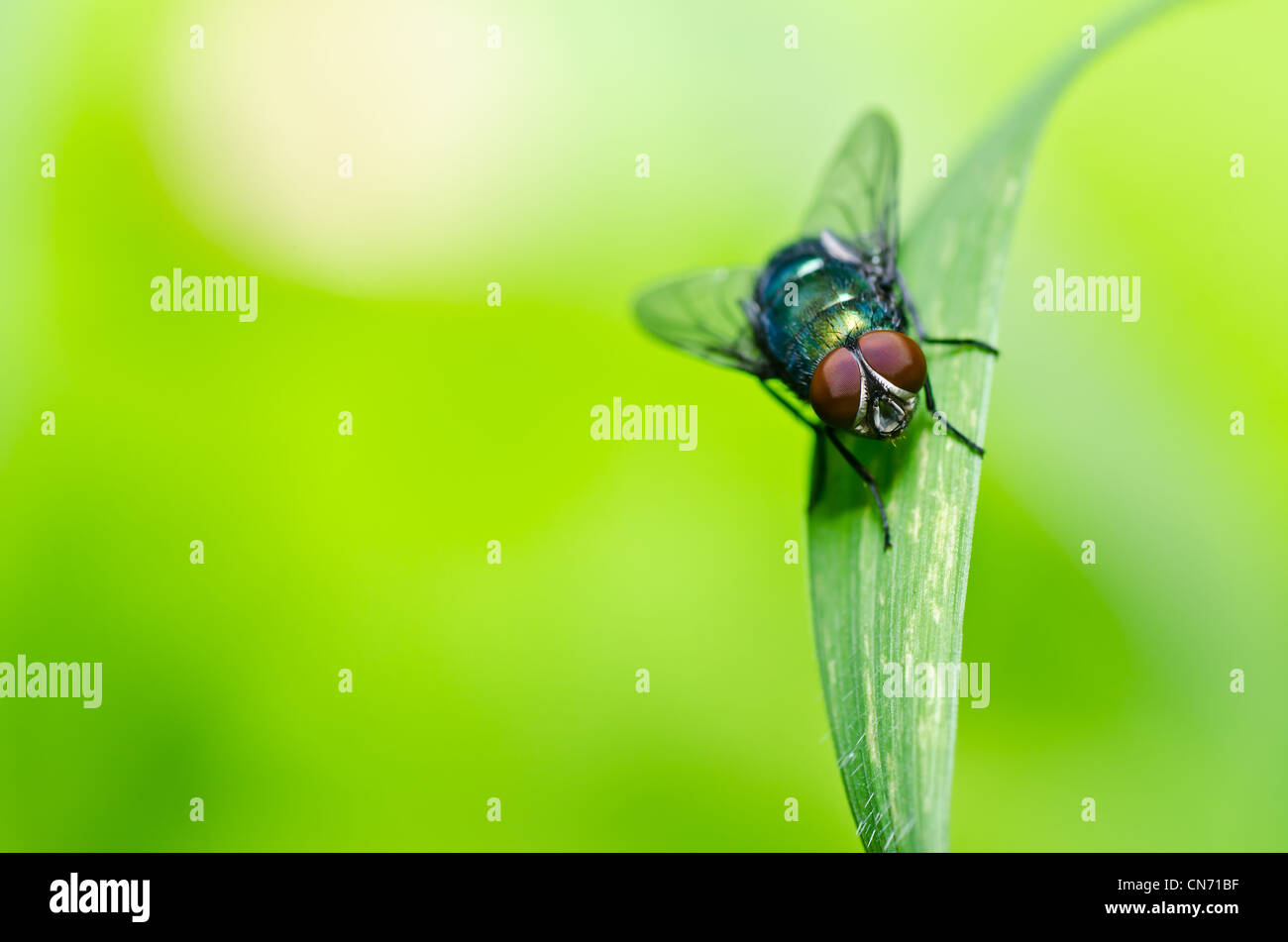 Fly in green nature ou dans la ville Banque D'Images