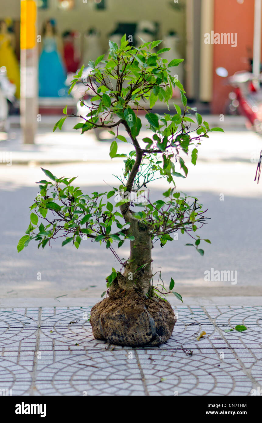 Arbre Genealogique Bebe A Vendre Hoi An Vietnam Photo Stock Alamy