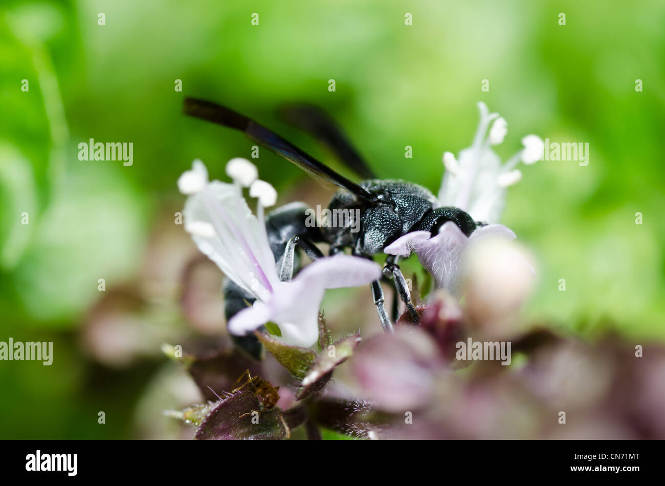 Guepe Noire Banque D Image Et Photos Alamy Guepe Noire Banque D Image Et Photos Alamy