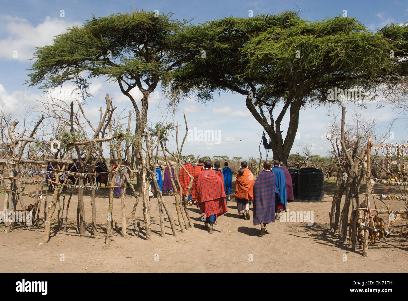Le Masai walking dans boma Banque D'Images