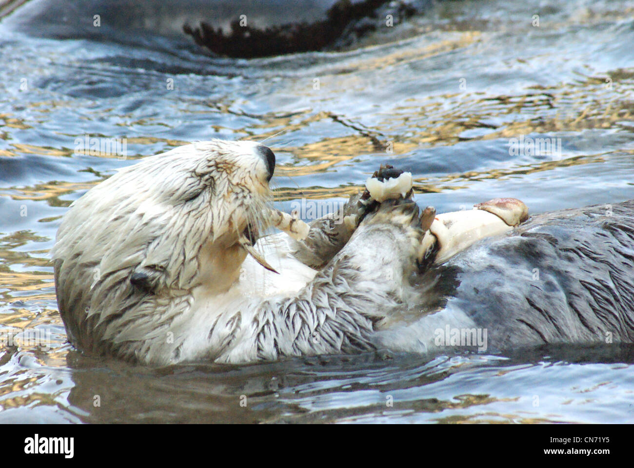 Otter de manger des pattes de crabe. Banque D'Images