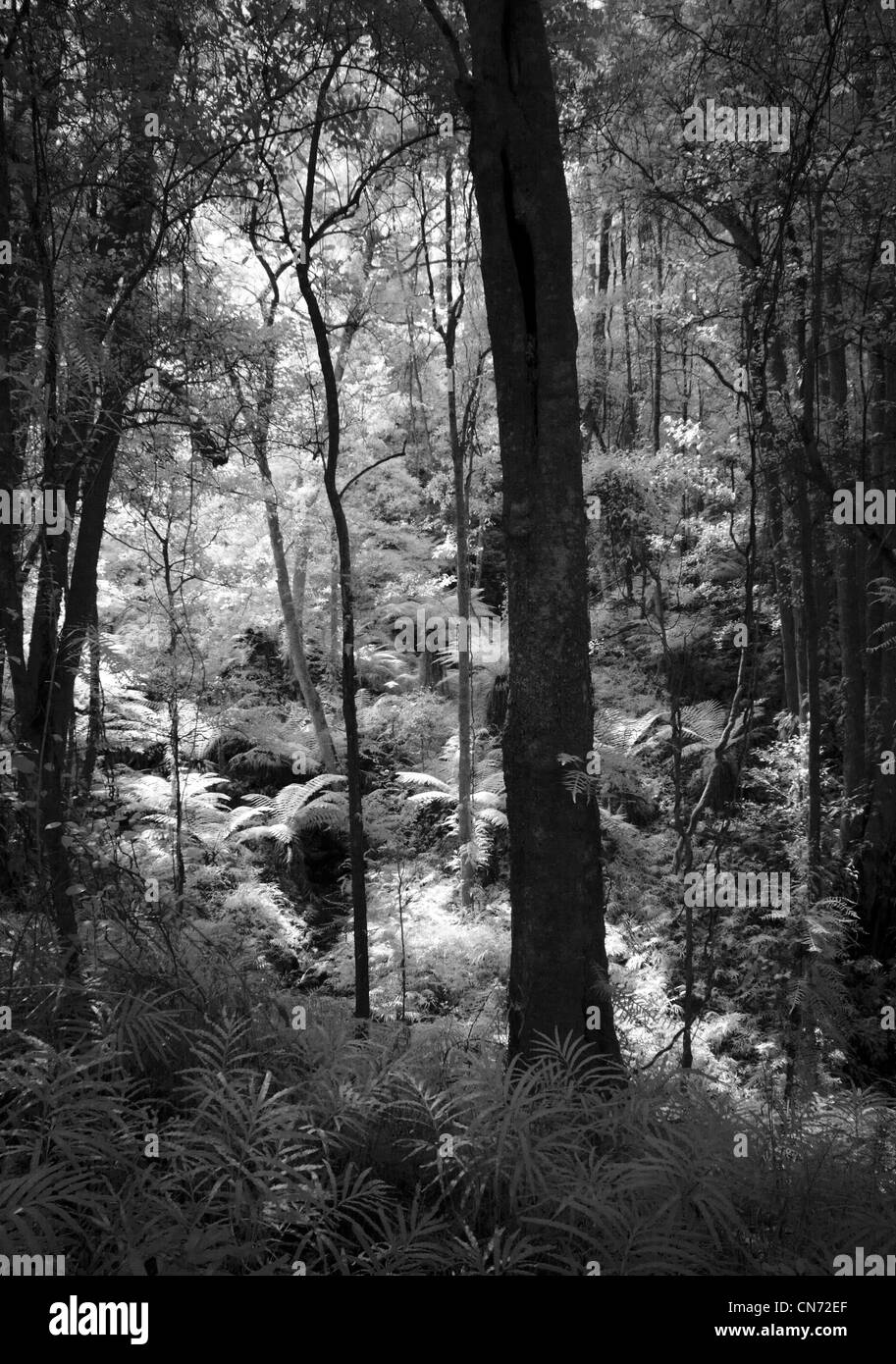 La forêt enchantée. Les fougères arborescentes poussant dans une vallée au sud-est du Parc National des Forêts. Nsw Australie Banque D'Images