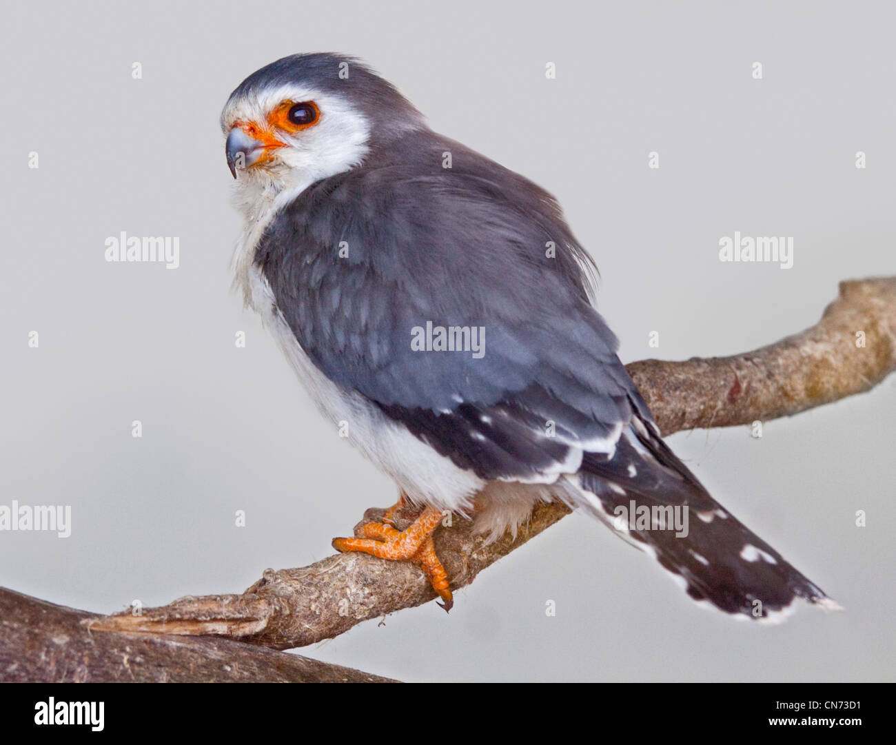 Falcon pygmées d'Afrique (polihierax semitorquatus), Royaume-Uni Banque D'Images