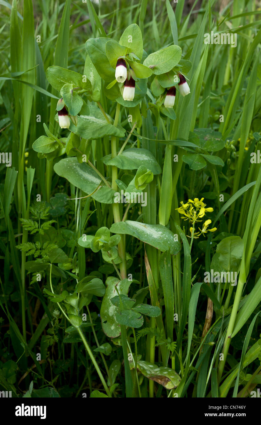 Honeywort, Cerinthe major en fleur ; Chios, Grèce. Banque D'Images