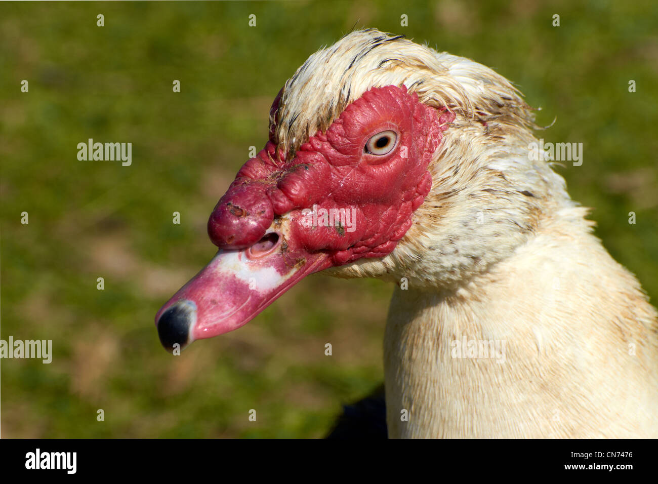 Chef d'un canard de Barbarie (Cairina moschata). Banque D'Images