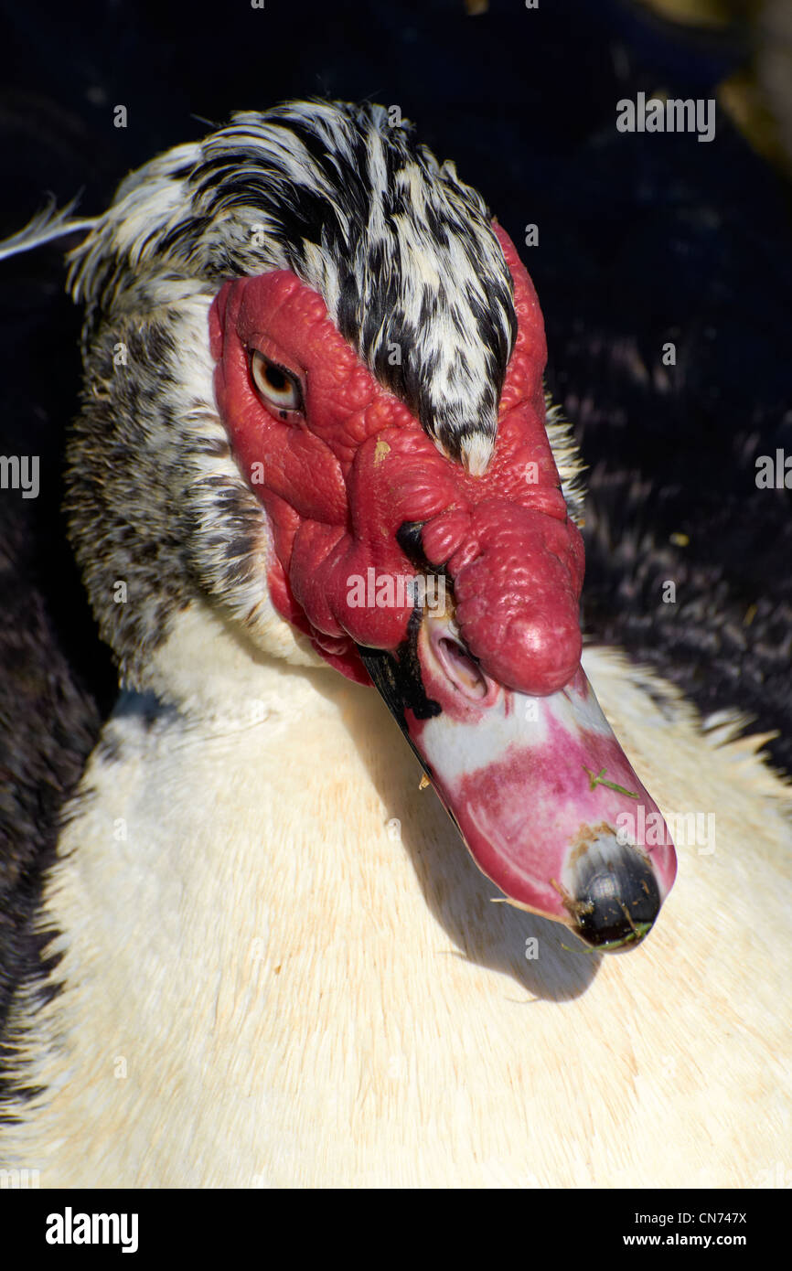 Chef d'un canard de Barbarie (Cairina moschata). Banque D'Images