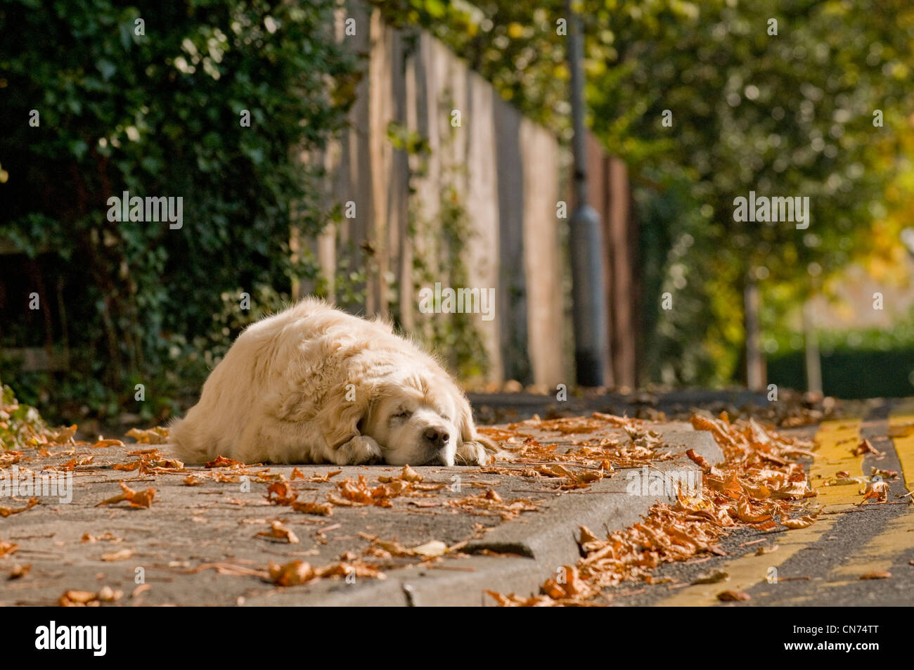 Sleepy assez détendu golden retriever adultes (mignon chien moelleux) se trouvant sur la chaussée, endormi, snoozing dans soleil d'automne - West Yorkshire, Angleterre, Royaume-Uni Banque D'Images