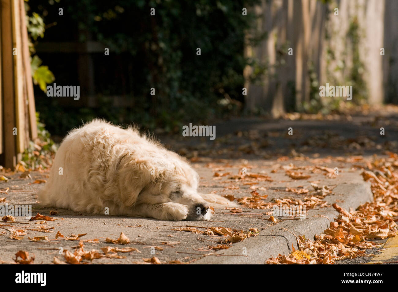 Sleepy assez détendu golden retriever adultes (mignon chien moelleux) se trouvant sur la chaussée, endormi, snoozing dans soleil d'automne - West Yorkshire, Angleterre, Royaume-Uni Banque D'Images