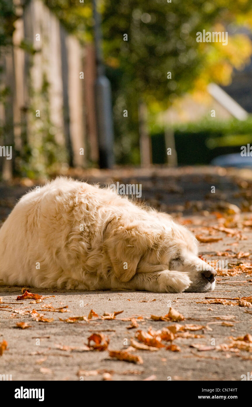 Sleepy assez détendu golden retriever adultes (mignon chien moelleux) se trouvant sur la chaussée, endormi, snoozing dans soleil d'automne - West Yorkshire, Angleterre, Royaume-Uni Banque D'Images