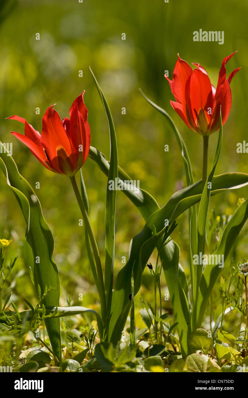Une tulipe sauvage Tulipa agenensis, dans un champ, de Chios, Grèce. Banque D'Images