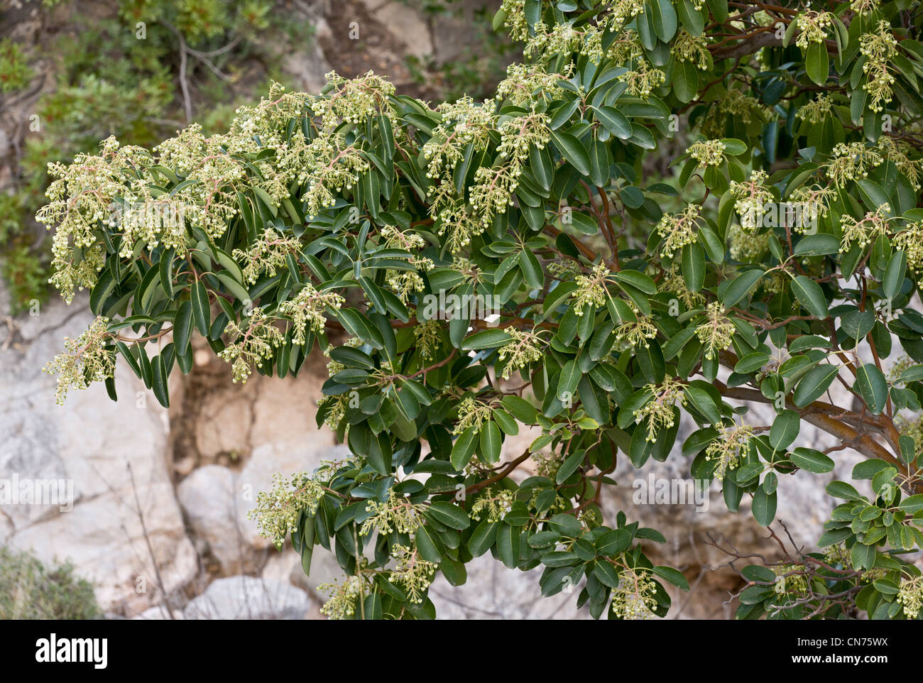 L'Est de l'Arbousier, Arbutus andrachne en fleur au printemps, Chios, Grèce Banque D'Images