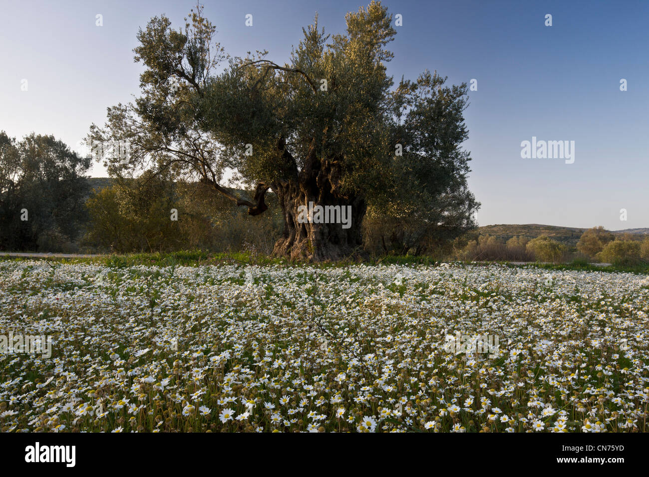 Ancienne oliveraie, plein de Méditerranée Camomille (Anthemis chia), sur Chios, Grèce. Banque D'Images
