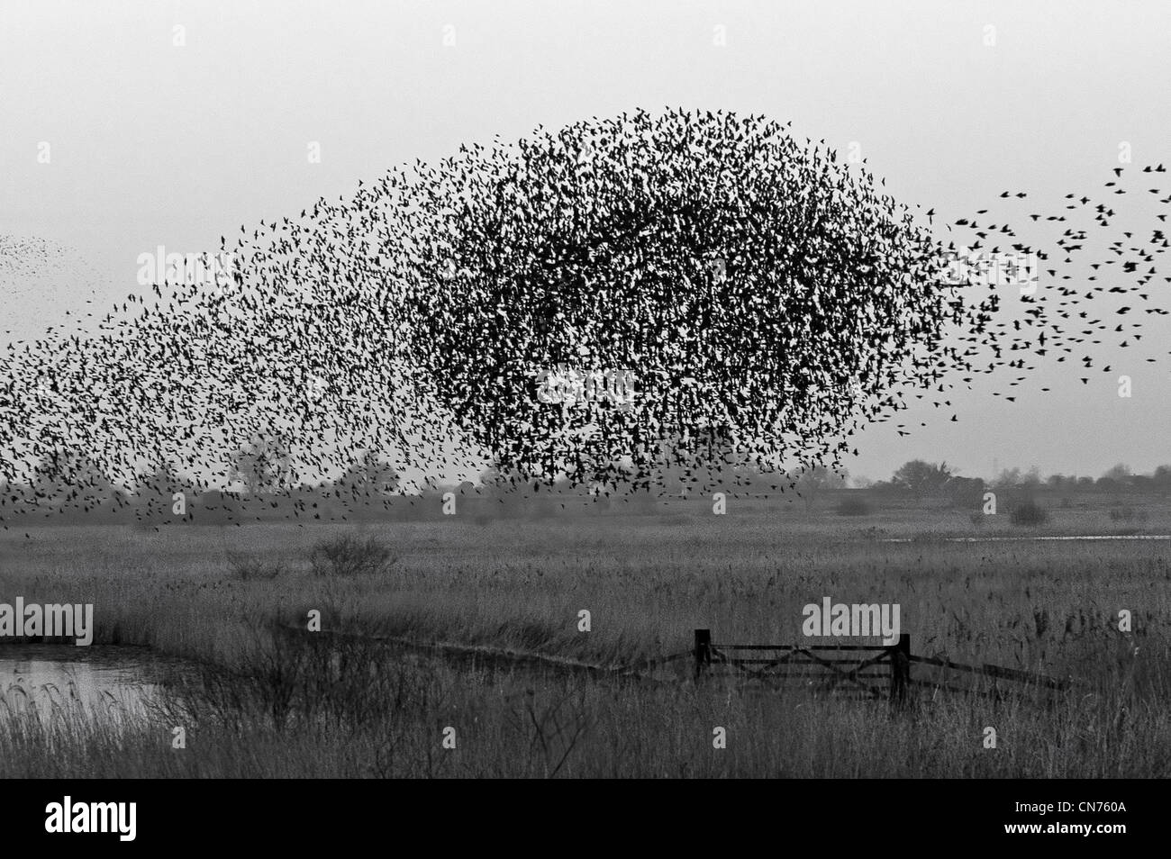 Une image en noir et blanc d'un troupeau de l'Étourneau sansonnet Banque D'Images