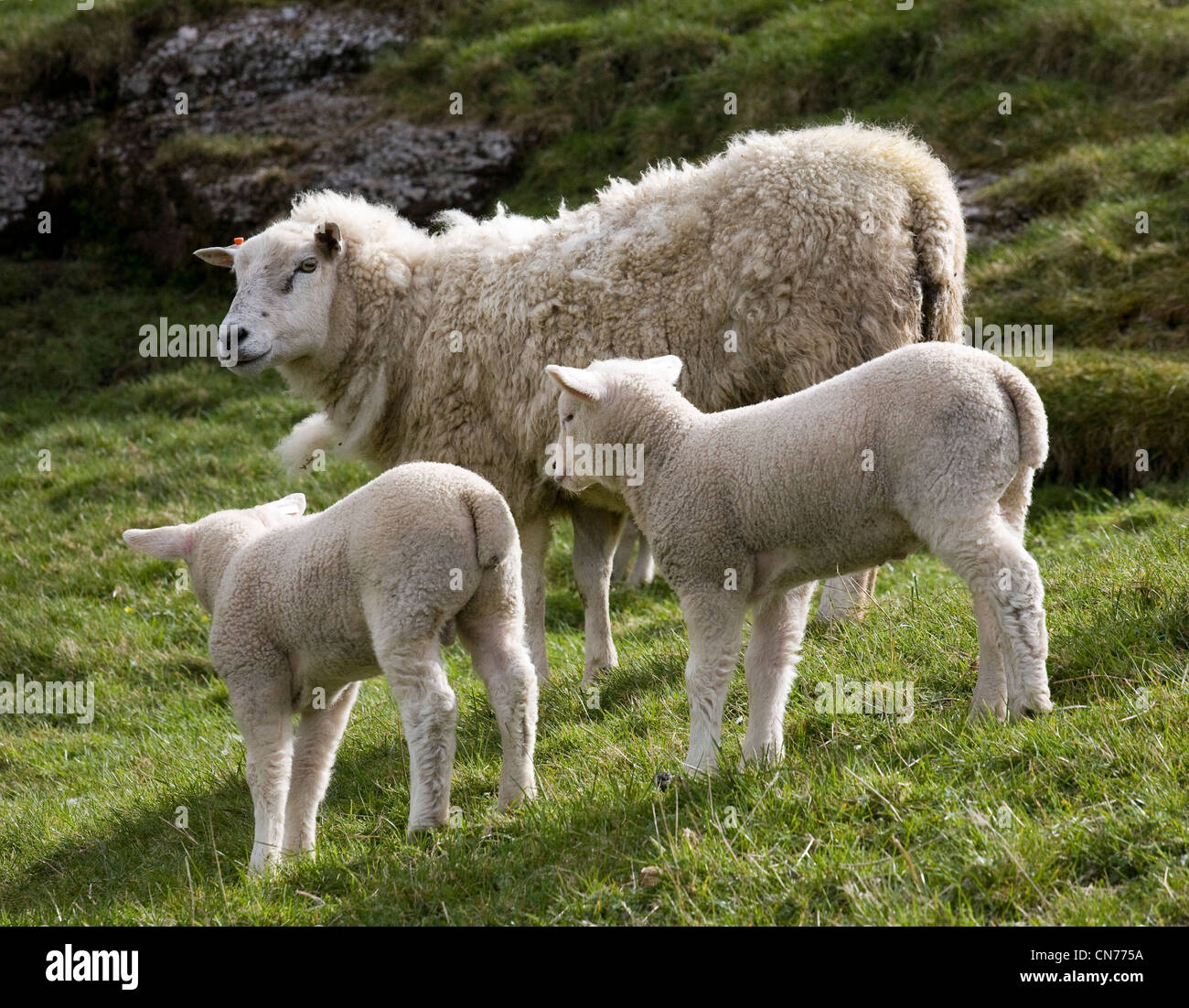 Agneaux de printemps dans le Nord du Yorkshire Dales, swaledale Wensleydale, mère de l'agnelage agneaux 2012 _ UK Banque D'Images