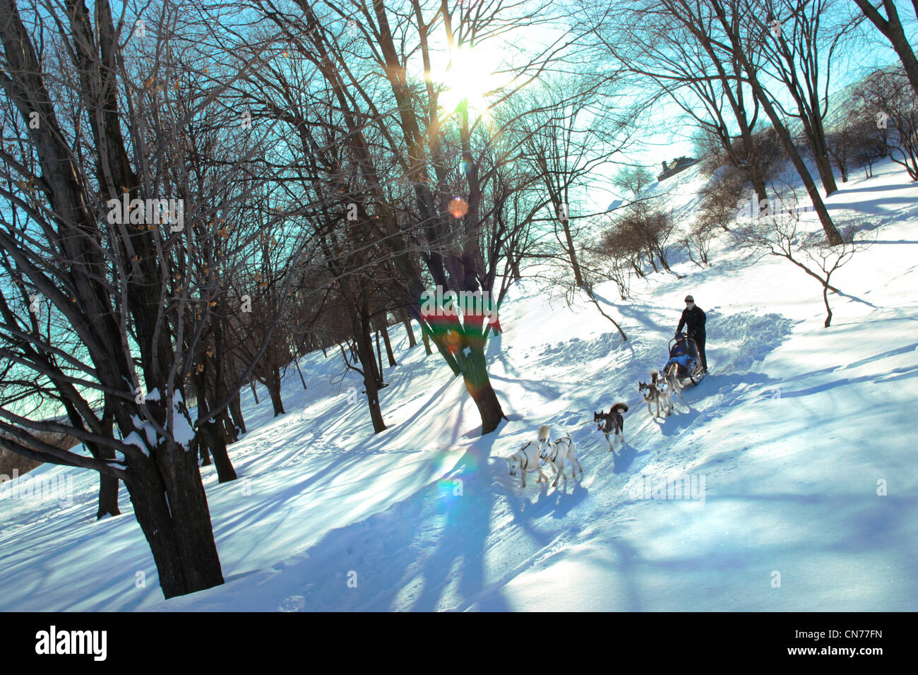 Traîneau à chien sur des plaines d'Abraham, Québec, Québec Banque D'Images