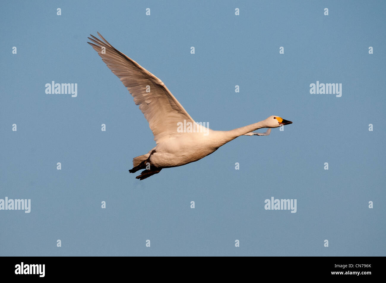 Bewicks swan en vol Banque D'Images