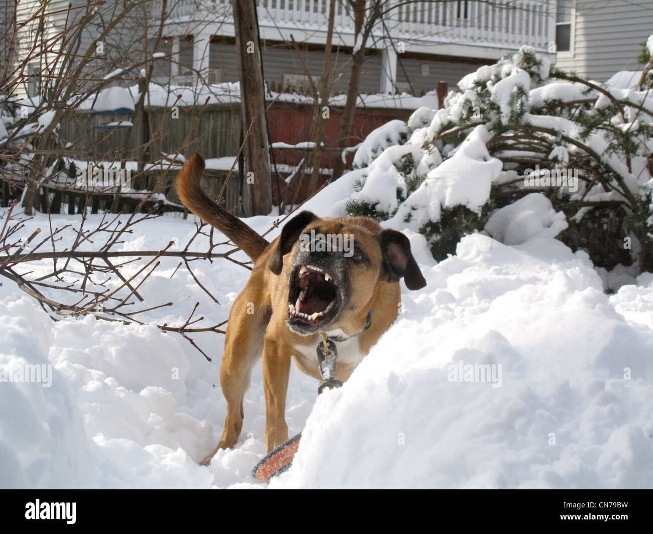 Puggle dans la neige Banque D'Images