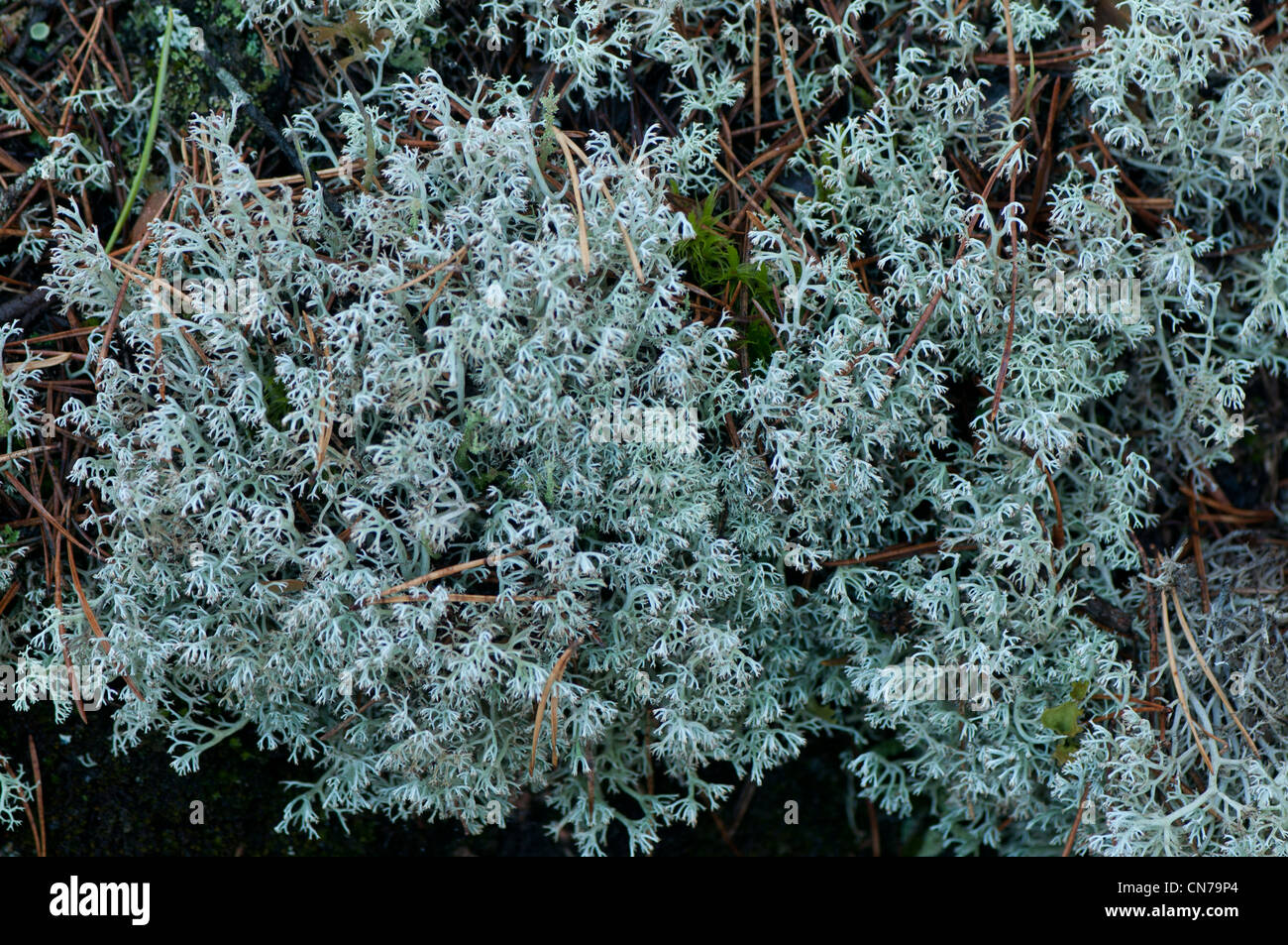 Lichen Cladonia rangiferina, Renne Banque D'Images