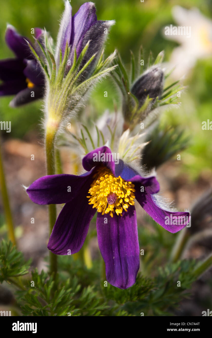 Pulsatilla vulgaris mauve en fleur. Banque D'Images