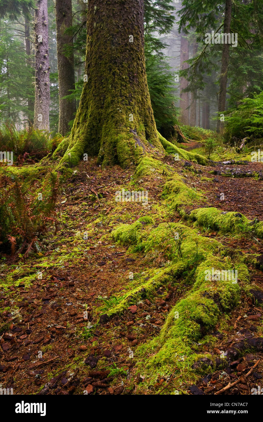 Un epicéa de Sitka (Picea sitchensis) forêt ancienne à Cape Perpetua State Park le long de la côte de l'Oregon. De l'automne. USA Banque D'Images