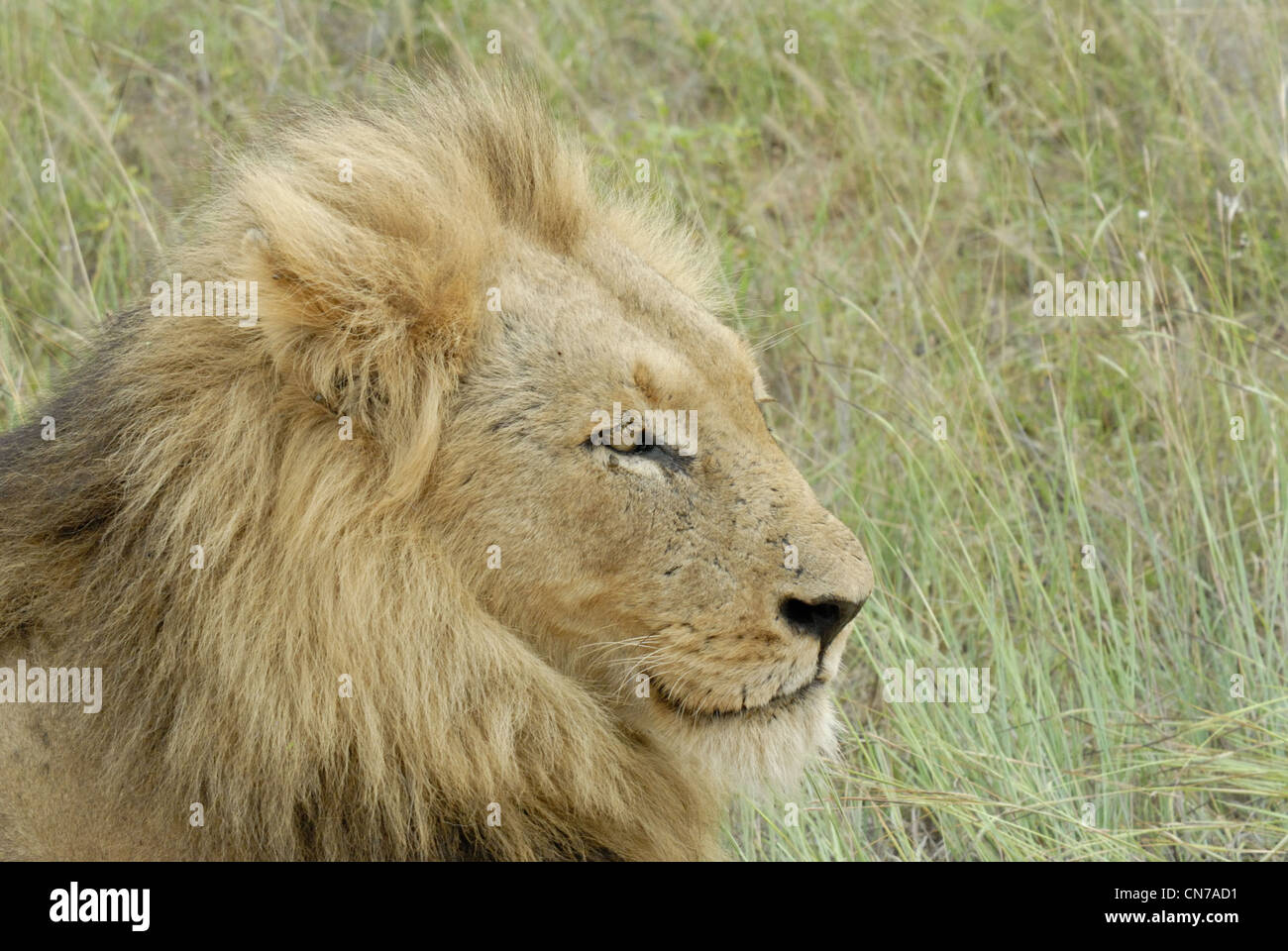 Lion couché dans l'herbe Banque D'Images