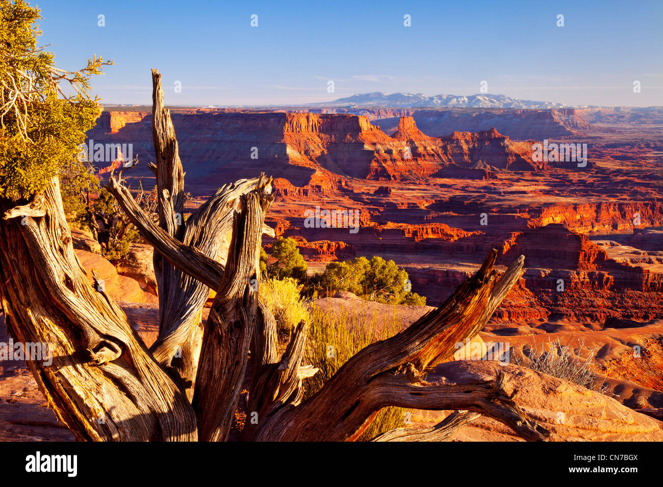 Old weathered arbre donnant sur Canyonlands National Park au coucher du soleil, de l'Utah USA Banque D'Images