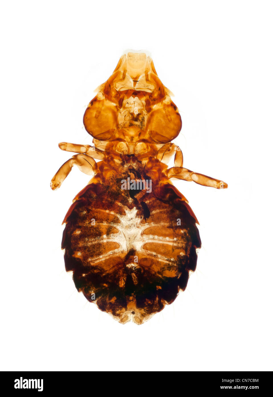 Fond clair photomicrographie d'un ectoparasite de l'oiseau, une huître Catcher Haematopus Banque D'Images