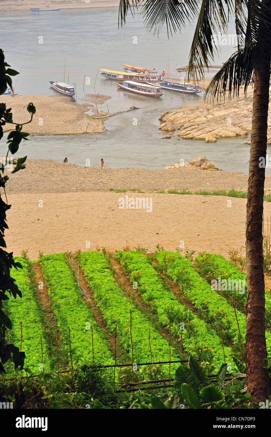 Les cultures qui poussent par la rivière Nam Khan, Luang Prabang, Laos, Luang Prabang Province Banque D'Images