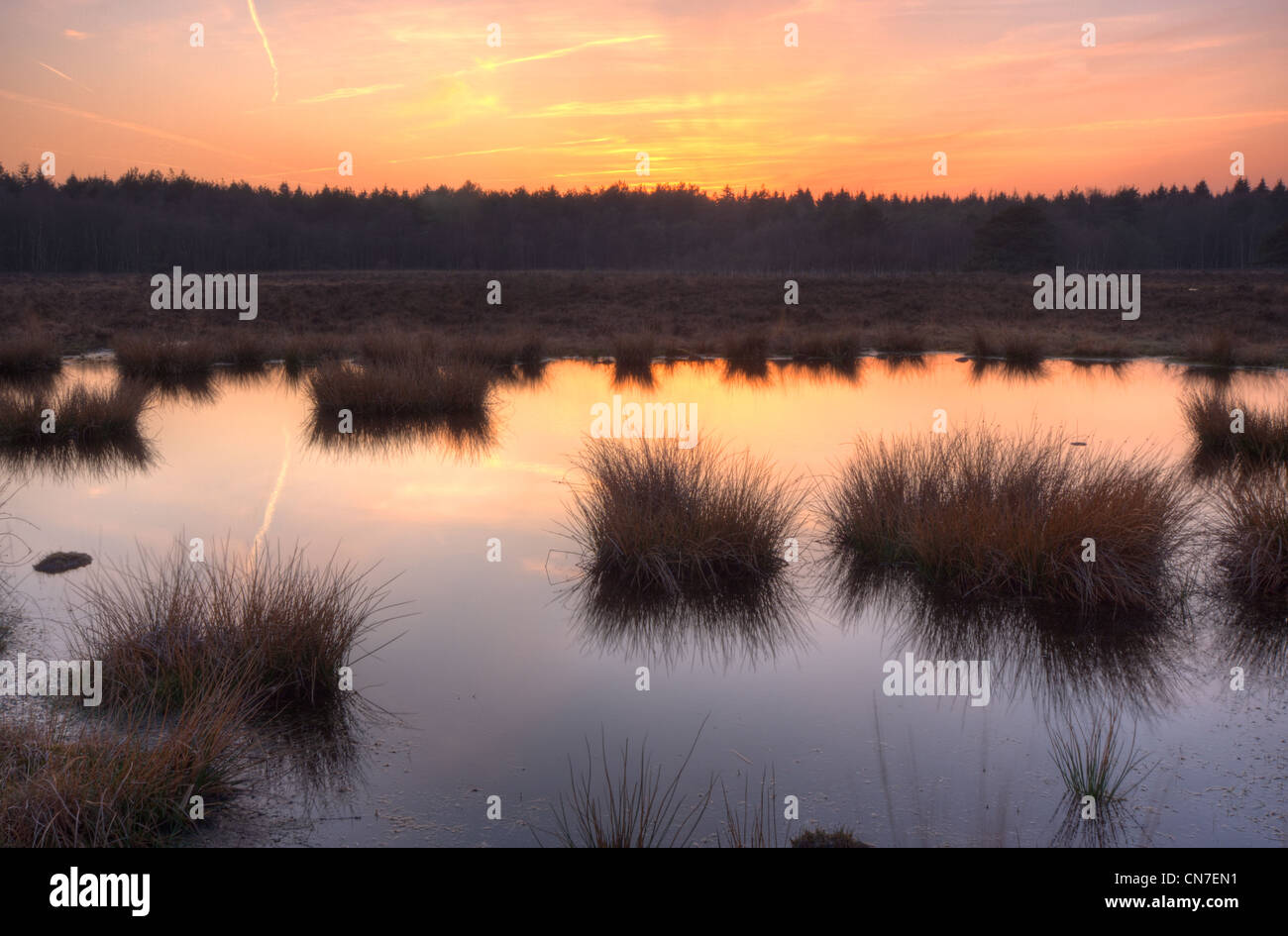 Coucher de soleil sur une lande, Red sky et au loin une forêt. Banque D'Images