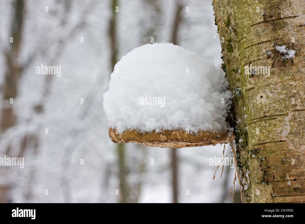 Un support de bouleau (Piptoporus betulinus), également connu sous le nom de Razor Strop, couverte de neige. Banque D'Images