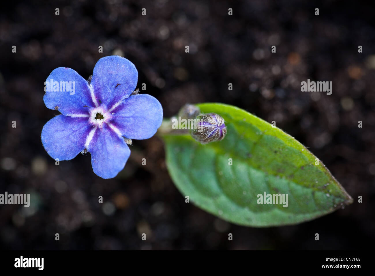 Belle fleur bleue, Omphalodes verna, Moss, Norvège Banque D'Images