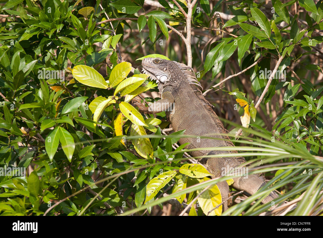 Sci.name ; iguane vert, Iguana iguana, à côté du lac Gatun, province de Panama, République du Panama. Banque D'Images