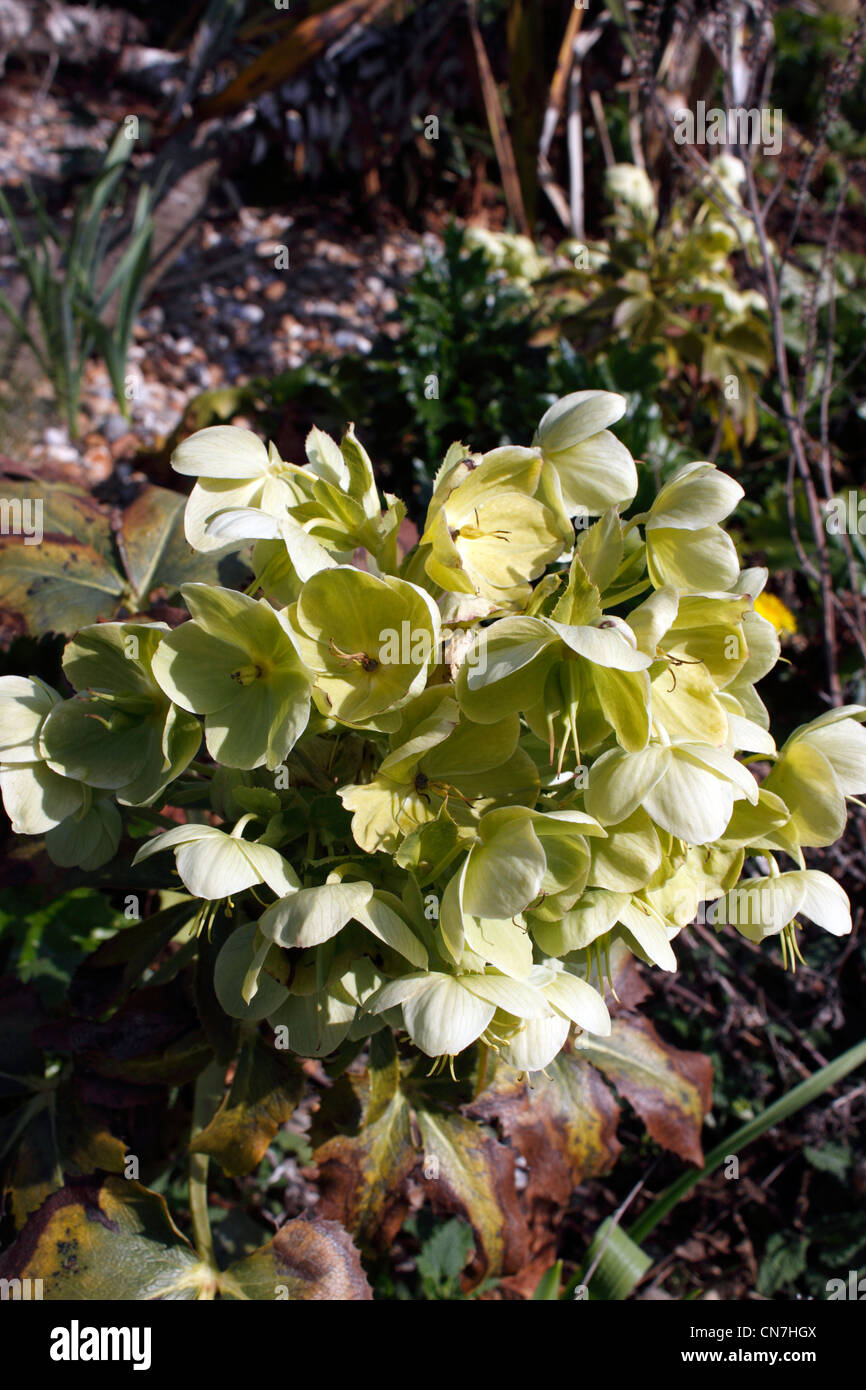 HELLEBORUS FOETIDUS. Graines hellébores Banque D'Images