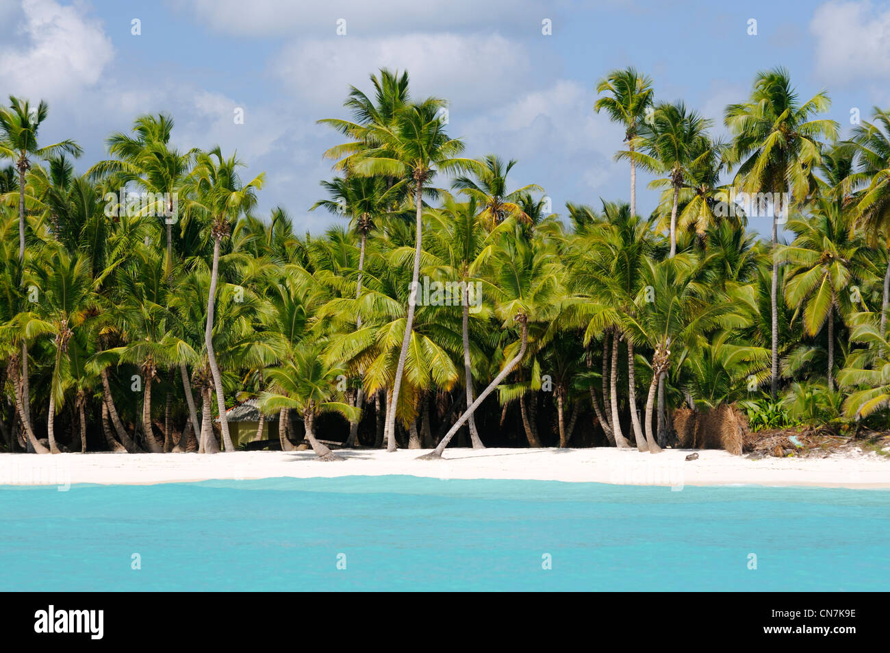 République dominicaine, péninsule de Samana, le Parc national del Este, l'île de Saona, la plage et les cocotiers sur l'île de Saona Banque D'Images