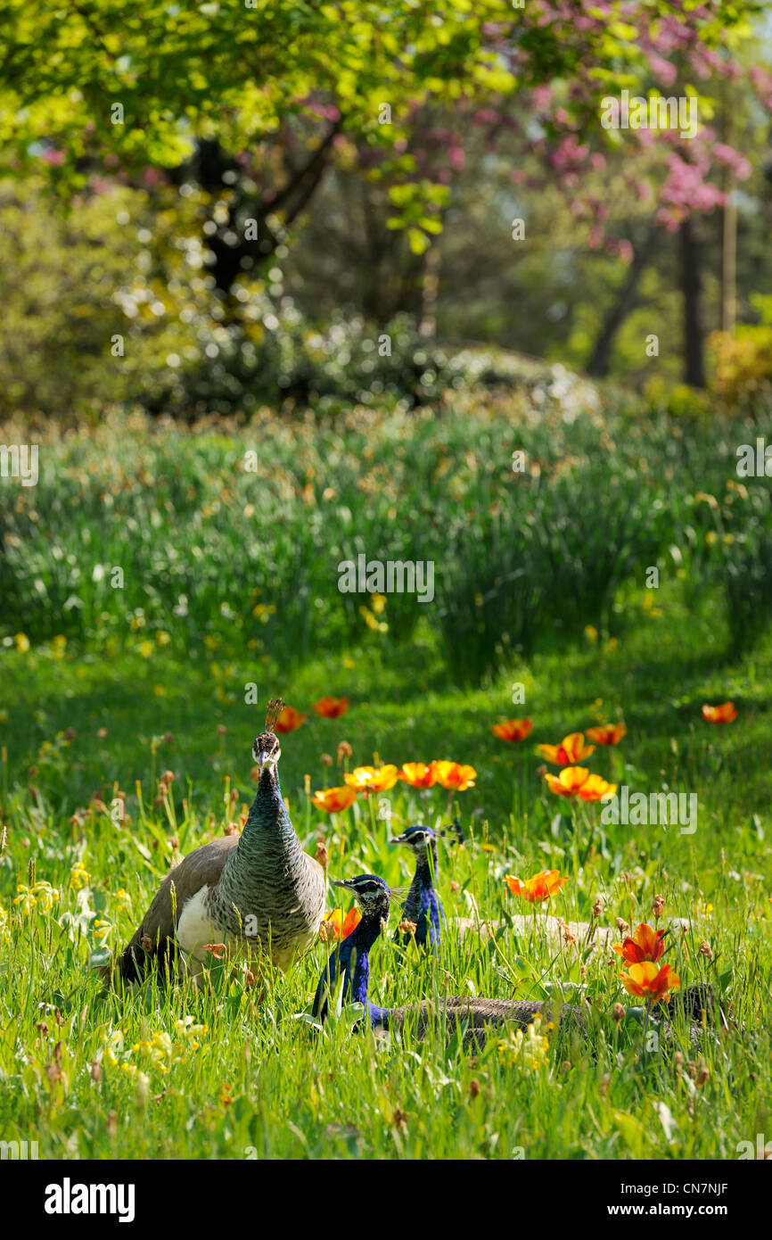 France, Paris, Bois de Boulogne, parc de Bagatelle, Peacock Banque D'Images