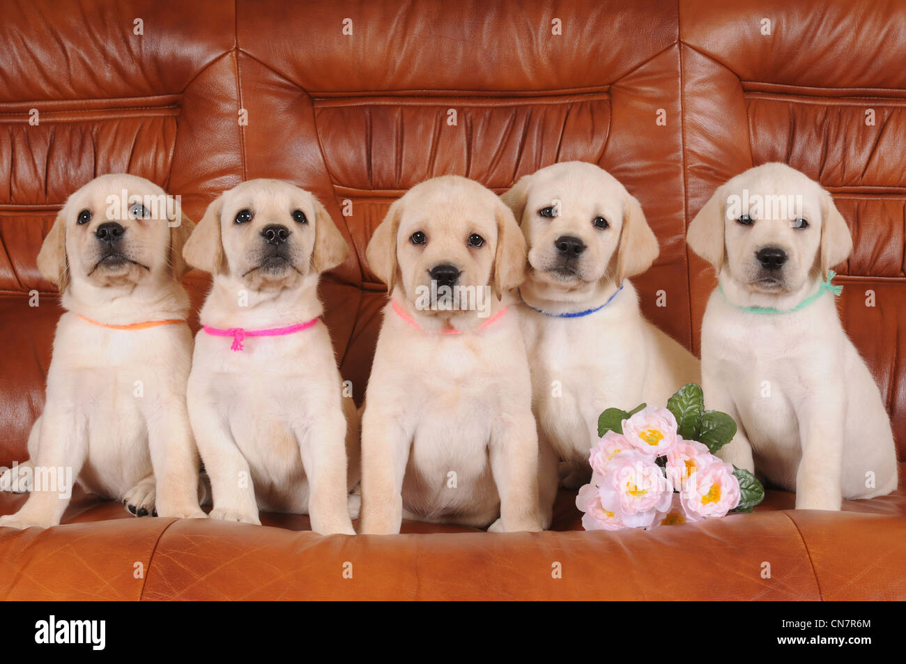 Groupe de cinq chiots labrador couleur sable assis sur un canapé en cuir et looking at camera Banque D'Images