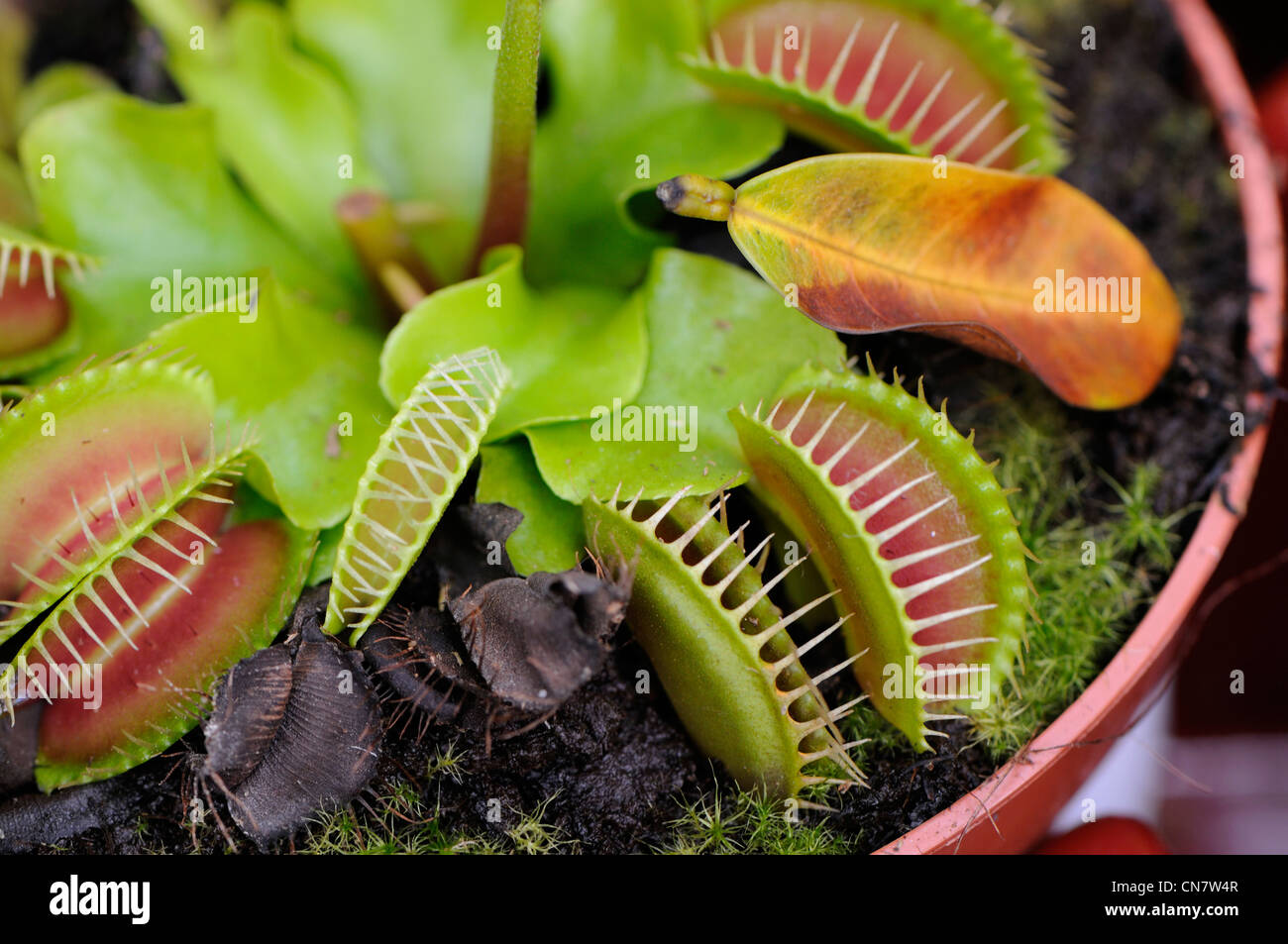 La France, Haut Rhin, jardin, plante, Dione (flytrap Dionaea muscipula)  lobes de la feuille ouverte de piéger un insecte Photo Stock - Alamy