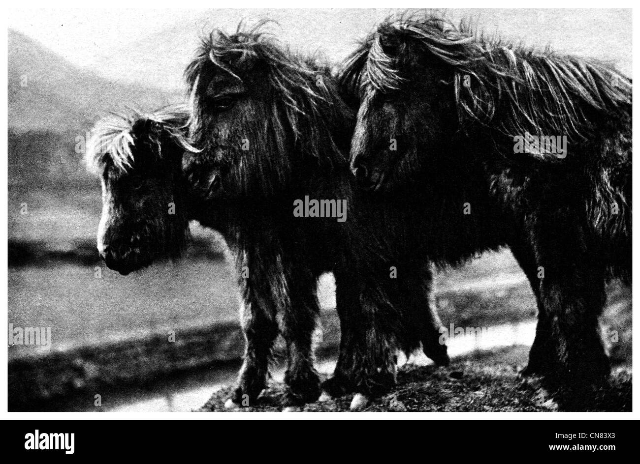 Poney Highland Ecosse d'abord publié 1917 Banque D'Images