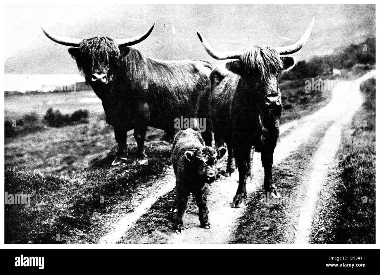 Vache Highland catlle Écosse écossais d'abord publié 1917 Banque D'Images